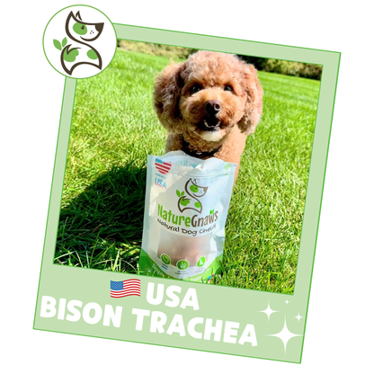 USA Bison Trachea