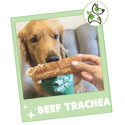 Beef Trachea 6"