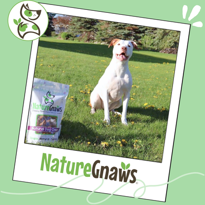 Beef Bully Coil Natural Long-lasting Dental Chew