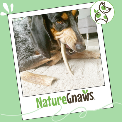 USA Antlers 4-7" – Long-Lasting Dental Dog Chews