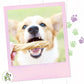 Polaroid image of dog with tripe twist in mouth