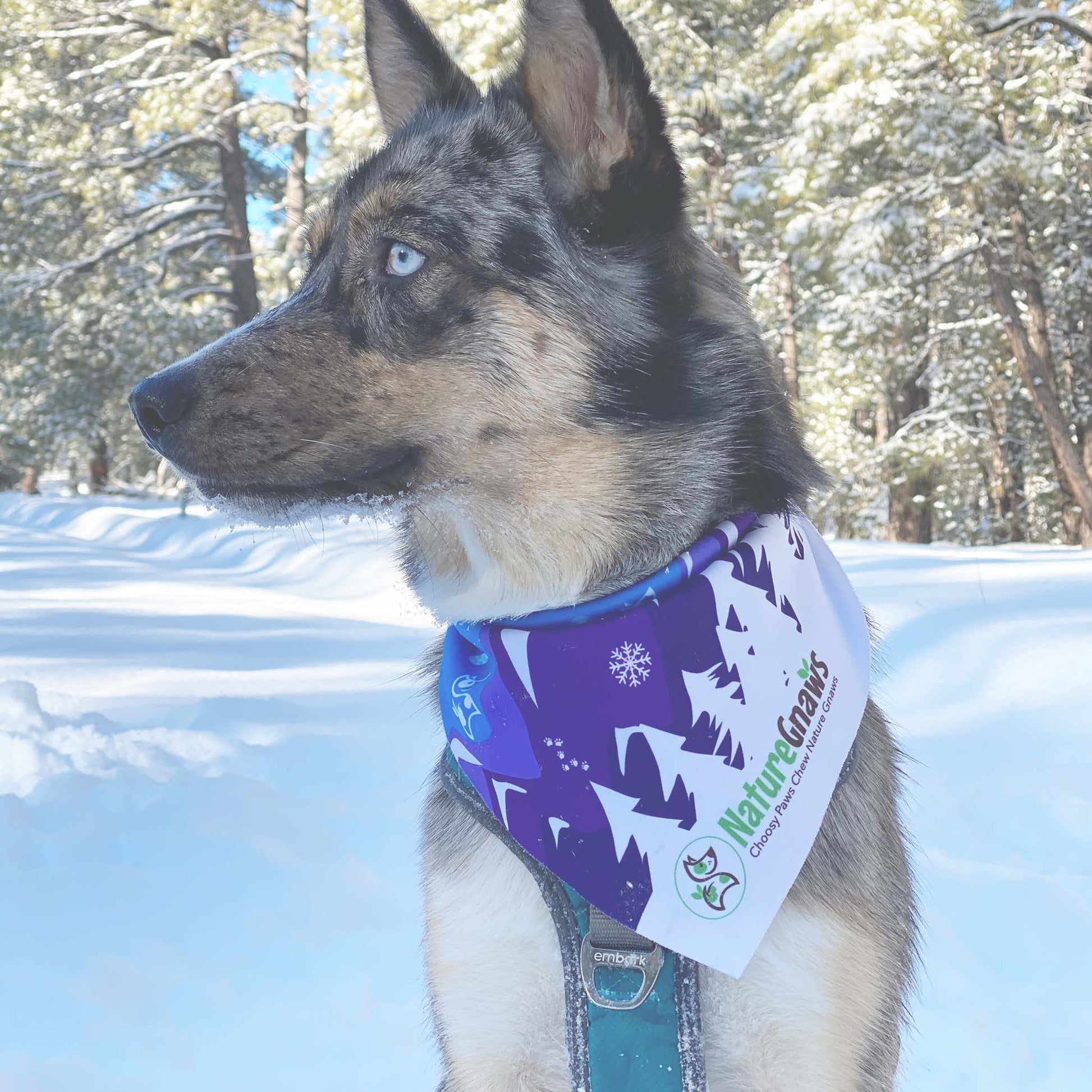 First days of Winter mini pom poms Bandana – Pug Doggy Dog